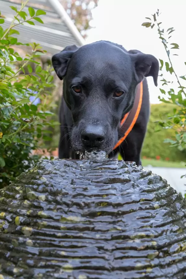 Black Labrador retriever drinks at a small fountain to cool off