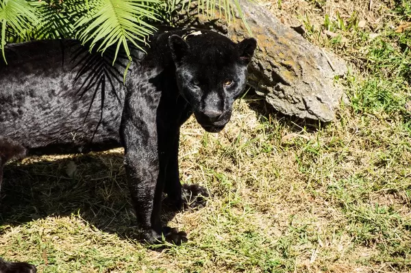 Black leopard looking at the camera (Flip 2019)