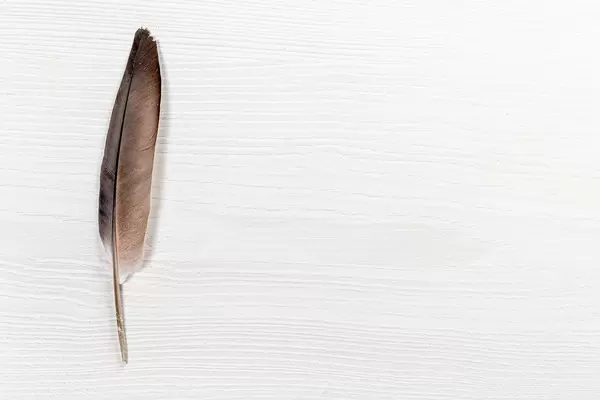 Black pigeon feather on white table with free space (Flip 2019)