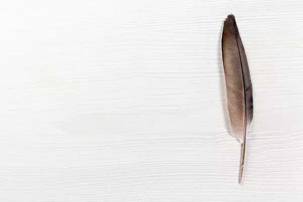 Black pigeon feather on white table with free space