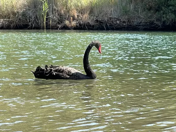Black swan swimming in the water next to Koukounaries beach in Skiathos