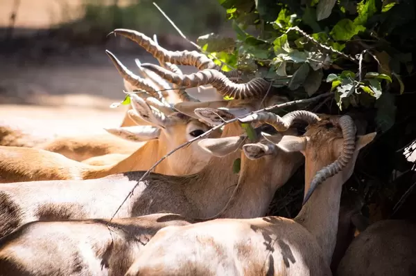 Blackbucks busy eating