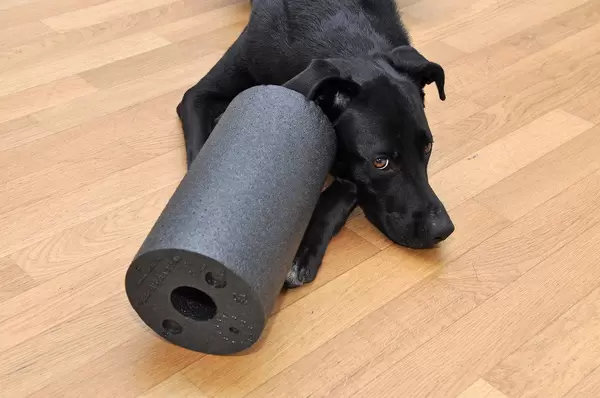 Blackroll mit Labrador