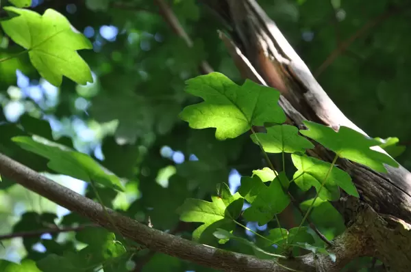 Blaetter_in_Daemmerung