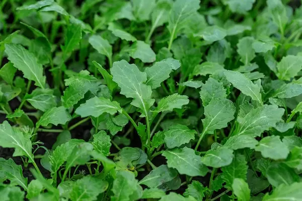 Blätter von jungen Rüben-Pflanzen in einem Beet