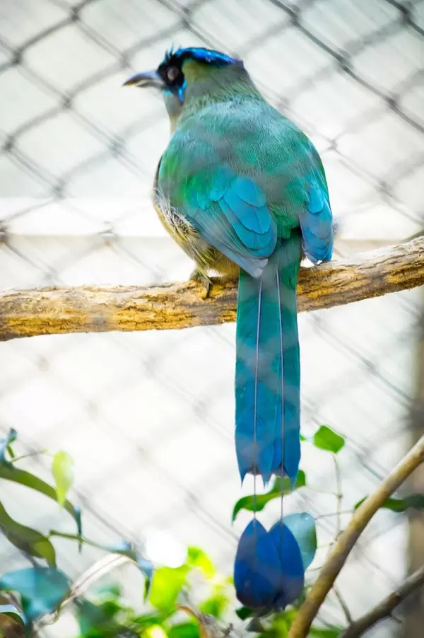 Blau gekröntes Motmot hinter Metallgitter