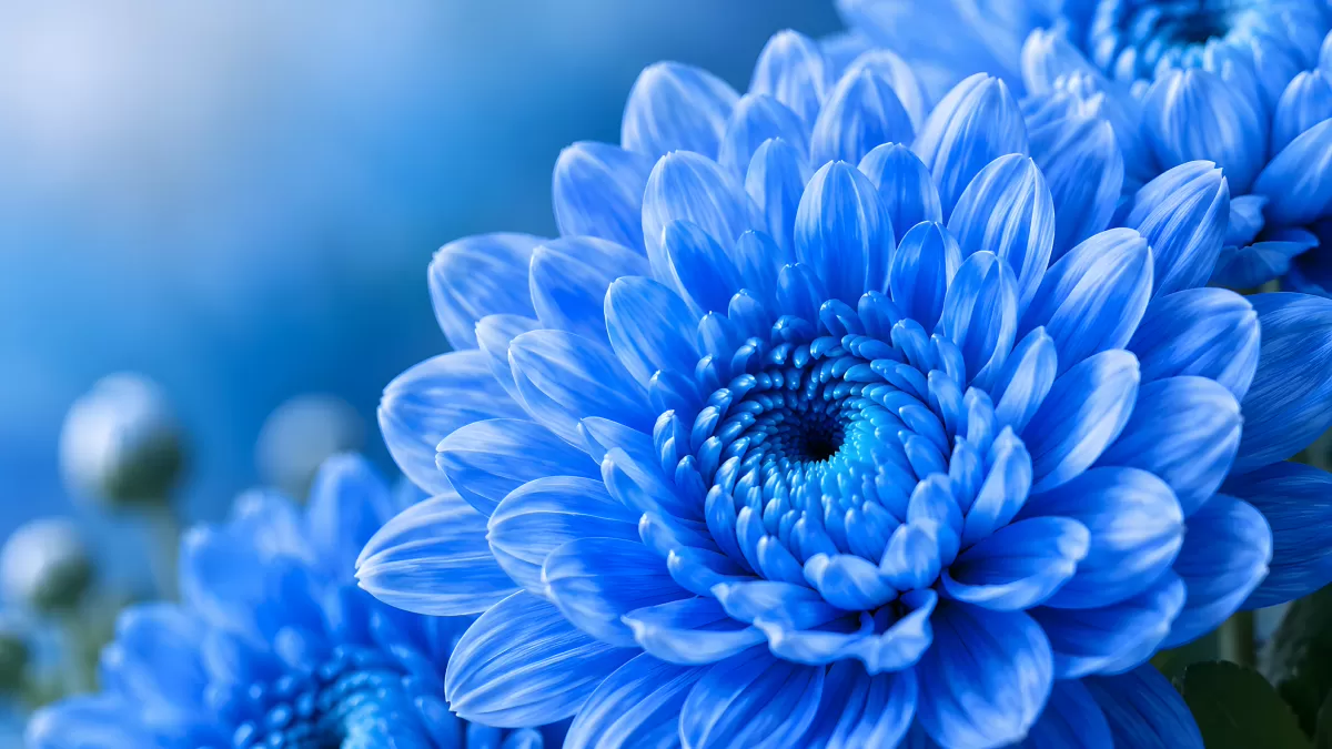 Blaue Chrysanthemen in Nahaufnahme mit Bokeh