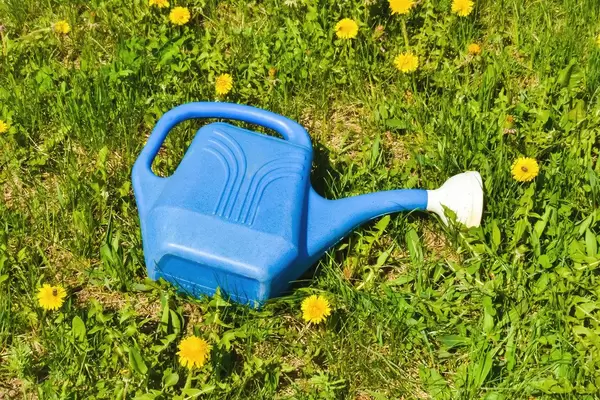 Blaue Gießkanne auf dem Rasen