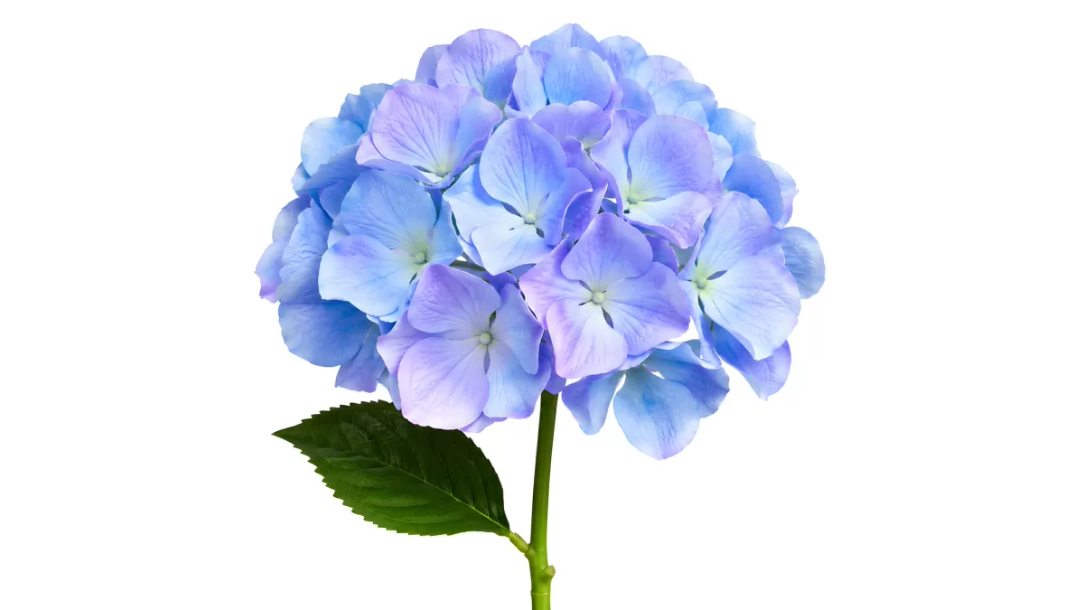 Blaue Hortensie mit grünen Blättern vor weißem Hintergrund