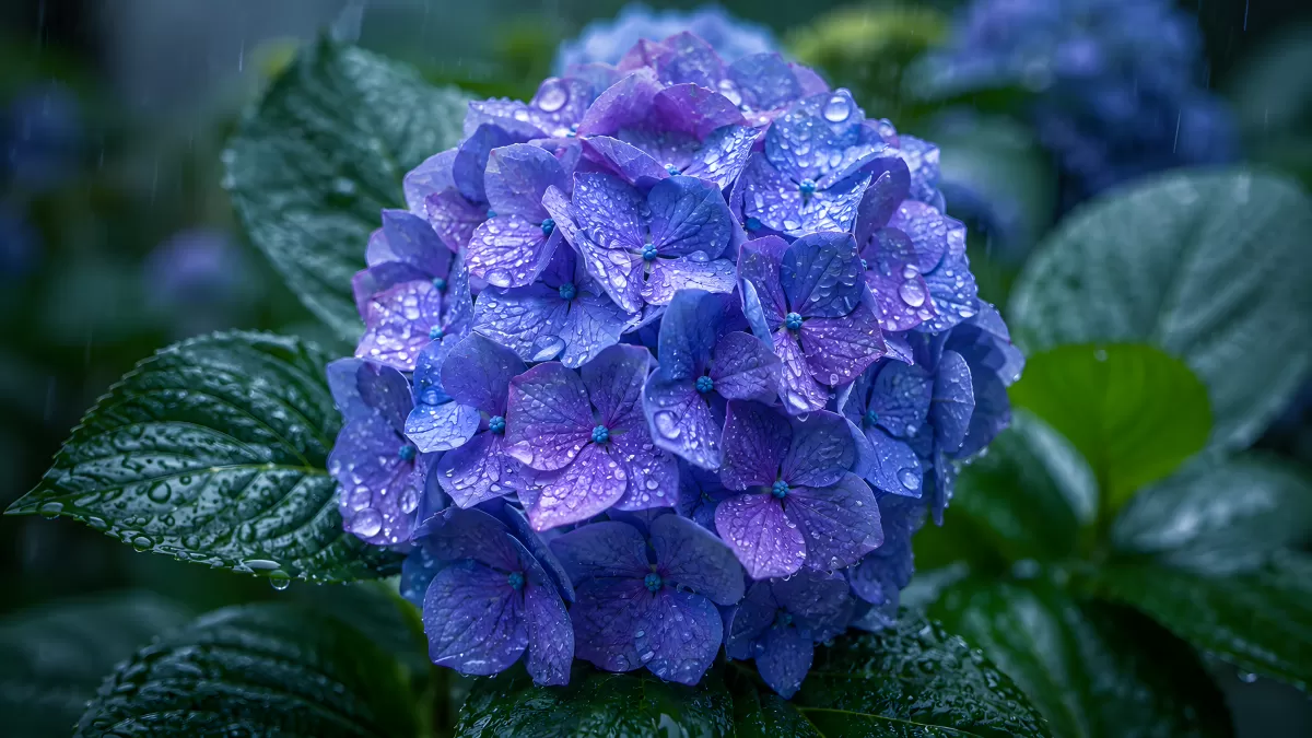 Blaue Hortensie mit Regentropfen im Garten