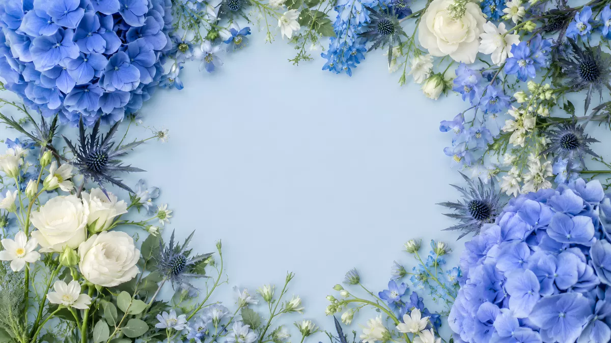 Blaue Hortensien und weiße Rosen als Blumenrahmen
