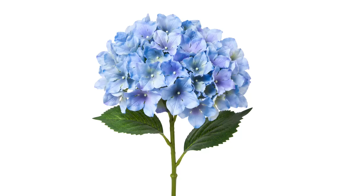 Blaue Hortensienblüte auf weißem Hintergrund