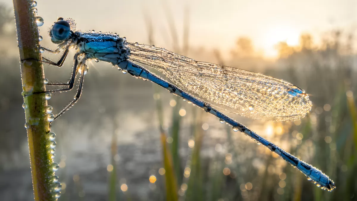Blaue Libelle mit Tautropfen im Morgenlicht
