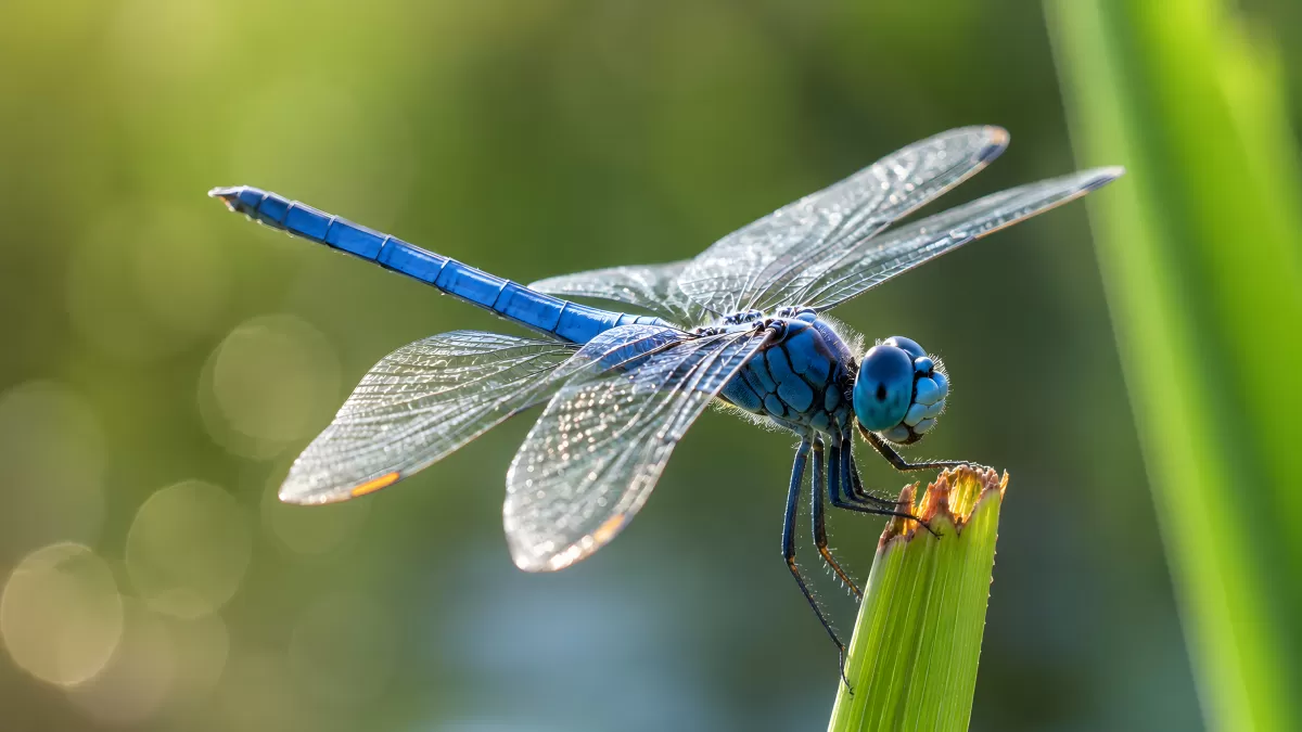 Blaue Libelle sitzt auf grünem Grashalm