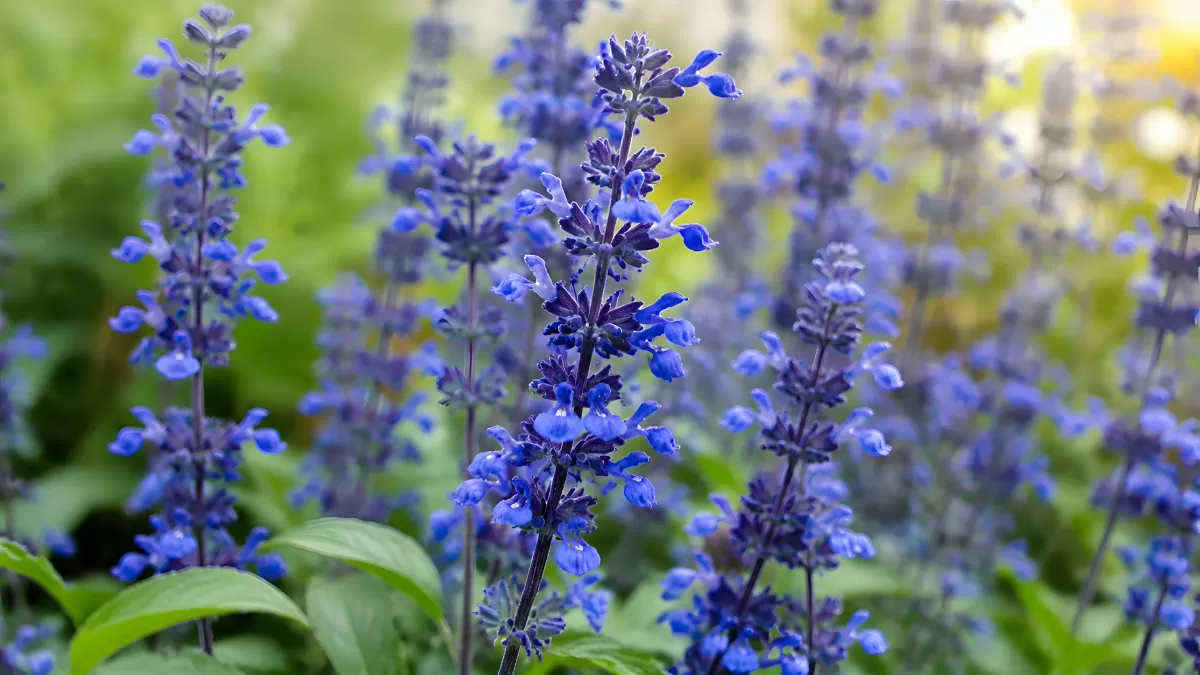 Blaue Salvia-Blüten in voller Pracht im Garten