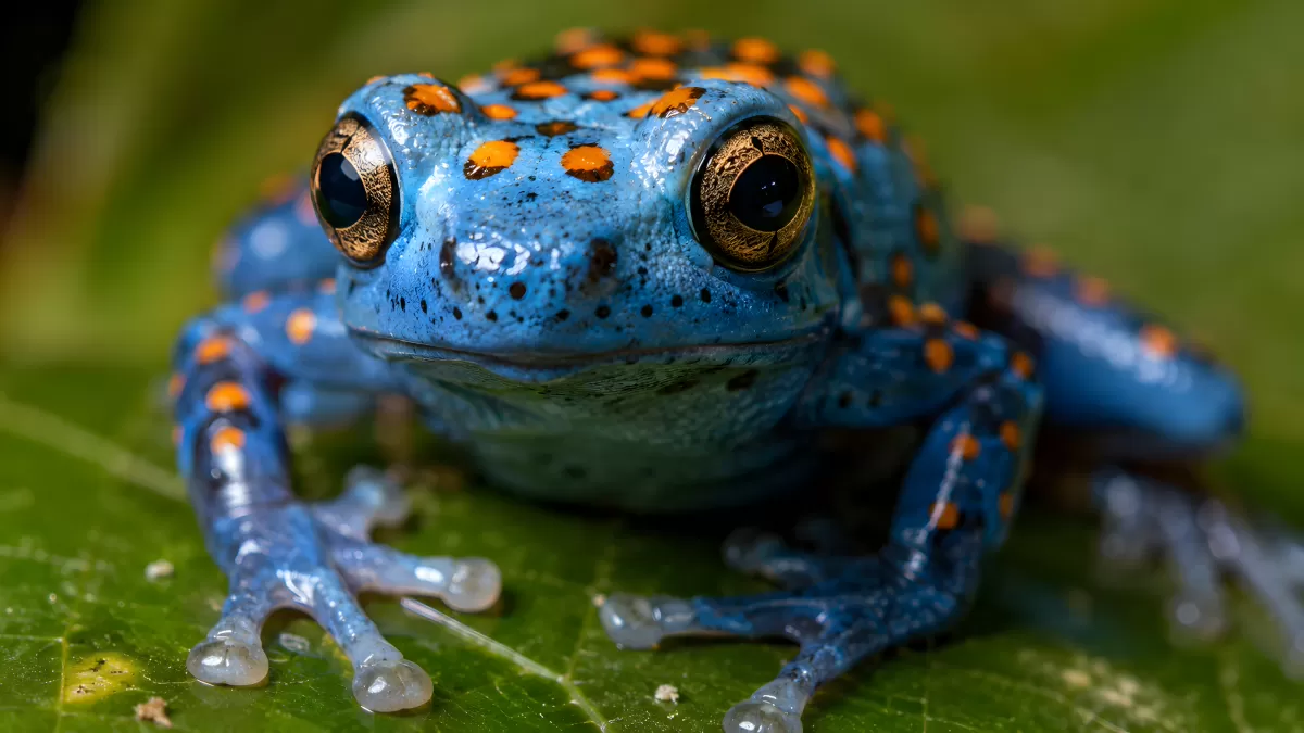 Blauer Baumfrosch mit orangefarbenen Punkten auf Blatt