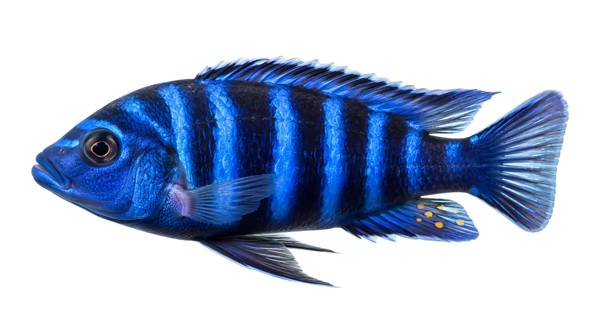 Blauer Buntbarsch mit schwarzen Streifen in Seitenansicht