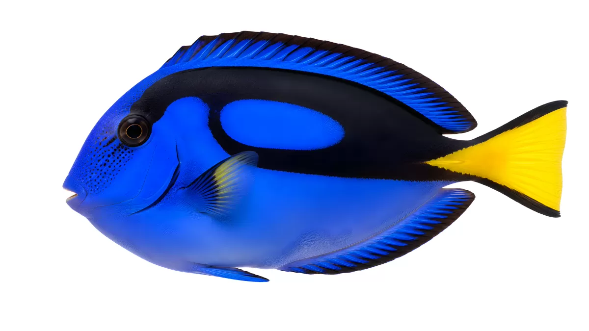Blauer Doktorfisch vor weißem Hintergrund