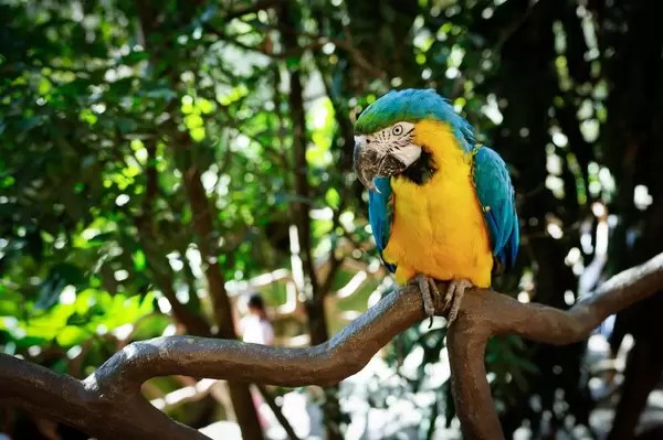 Blauer-gelber Ara auf Ast