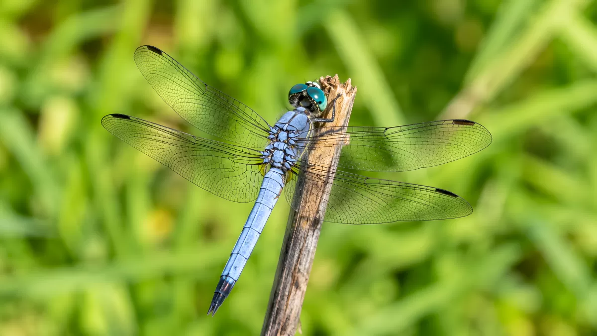Blauer Großlibelle auf Ast in sommerlicher Natur
