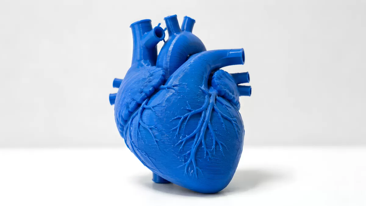 Blaues 3D-gedrucktes Herzmodell auf weißem Hintergrund