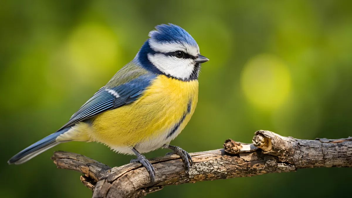 Blaumeise sitzt auf einem Ast im Frühling