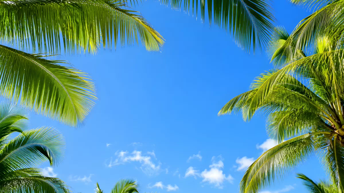 Blick durch Palmenblätter in strahlend blauen Himmel