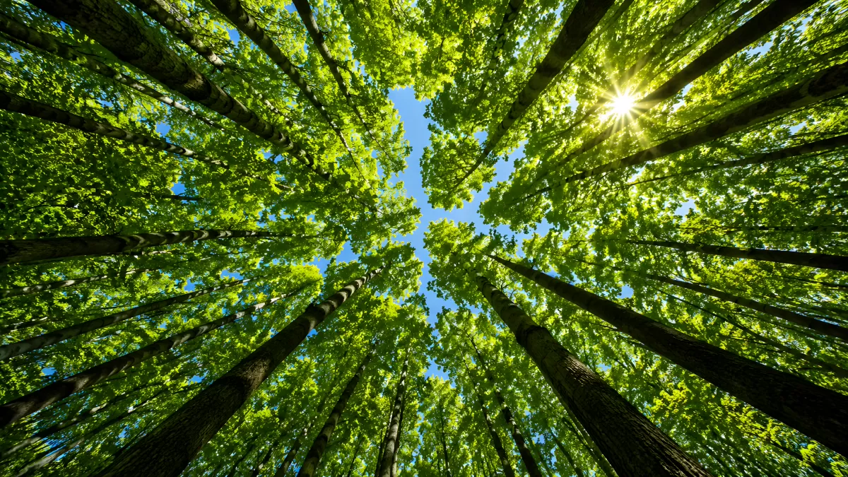 Blick von unten in sommerlichen Laubwald mit Sonnenstern