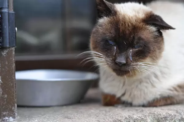 Blinde Katze sitzt neben ihrem Futternapf