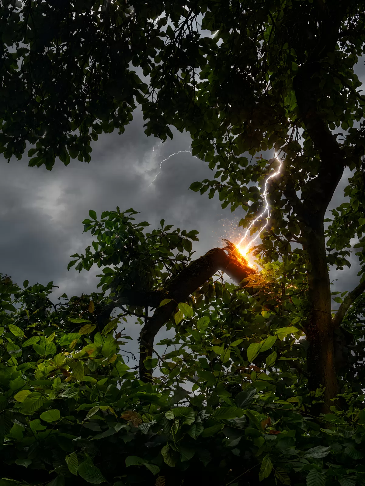 Blitzeinschlag entzündet Baumast im Gewitter
