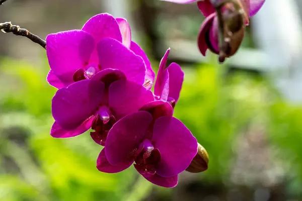 Blooming purple Orchid on spring green background