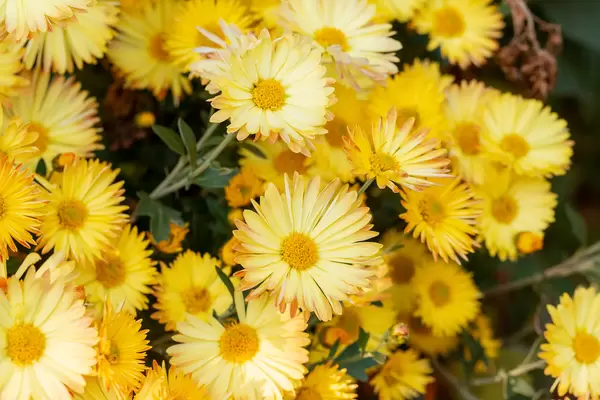 Blooming yellow chrysanthemum bush, close-up