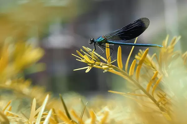 Blue dragon-fly on yellow gras