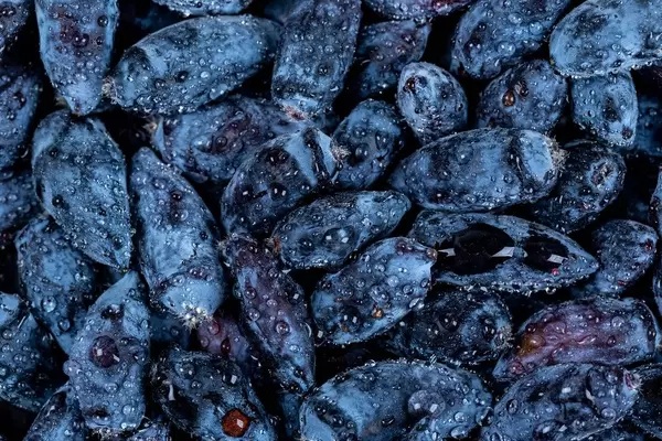 Blue honeysuckle berries background with water drops