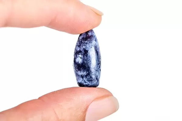 Blue honeysuckle berry in a woman's hand, close-up