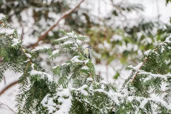 Blue tit bird in a snowy tree