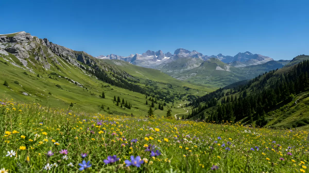 Blühende Almwiese mit Blick auf schneebedeckte Gipfel