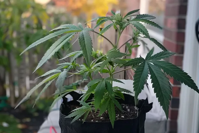 Blühende Cannabispflanze in Topf auf Balkon