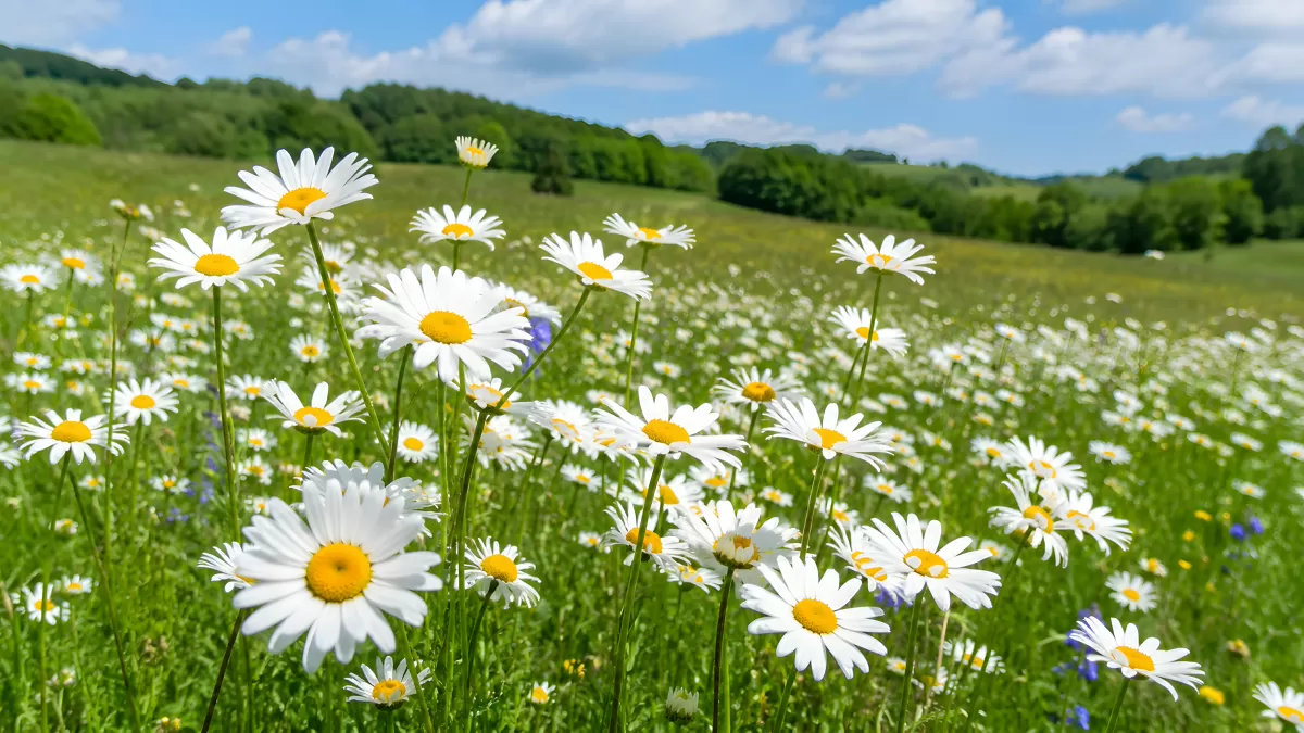 Blühende Margeriten auf einer sommerlichen Wiese
