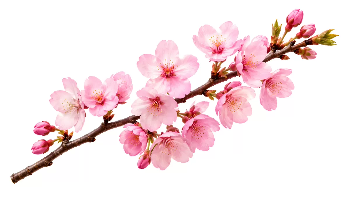 Blühender Kirschzweig mit Knospen und rosa Blüten