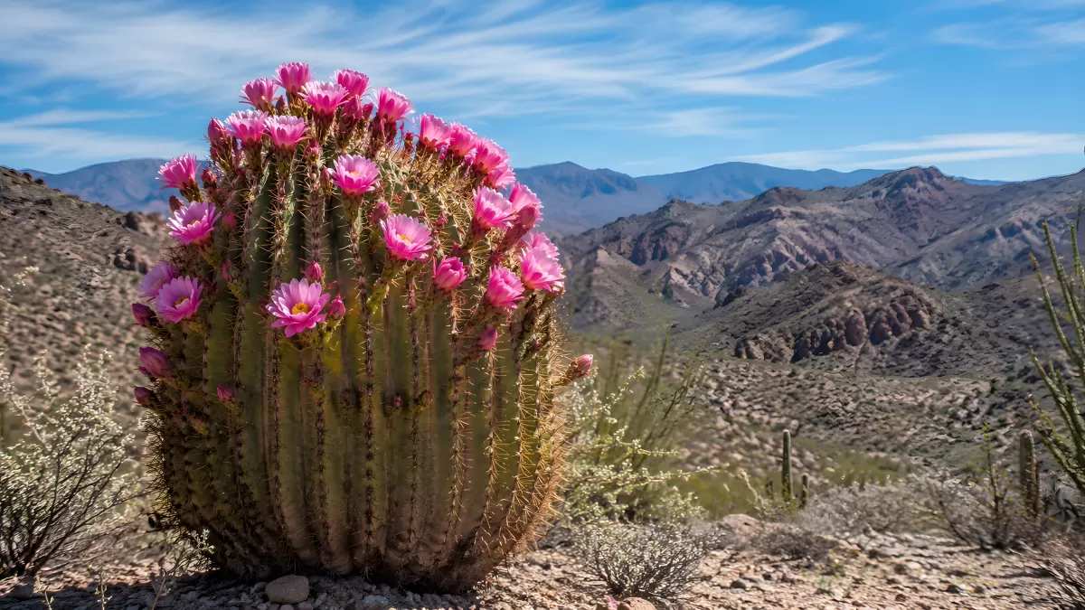 Blühender Kugelkaktus mit rosa Blüten in Wüstenlandschaft