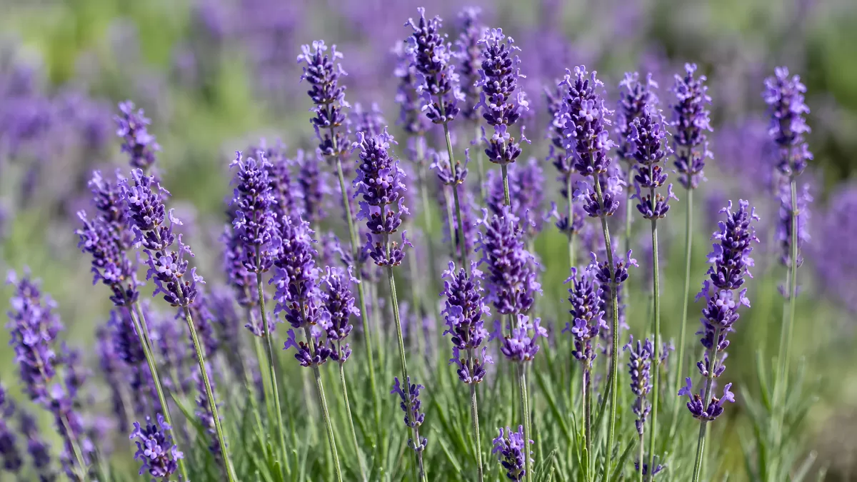 Blühender Lavendel in sattem Violett auf dem Feld
