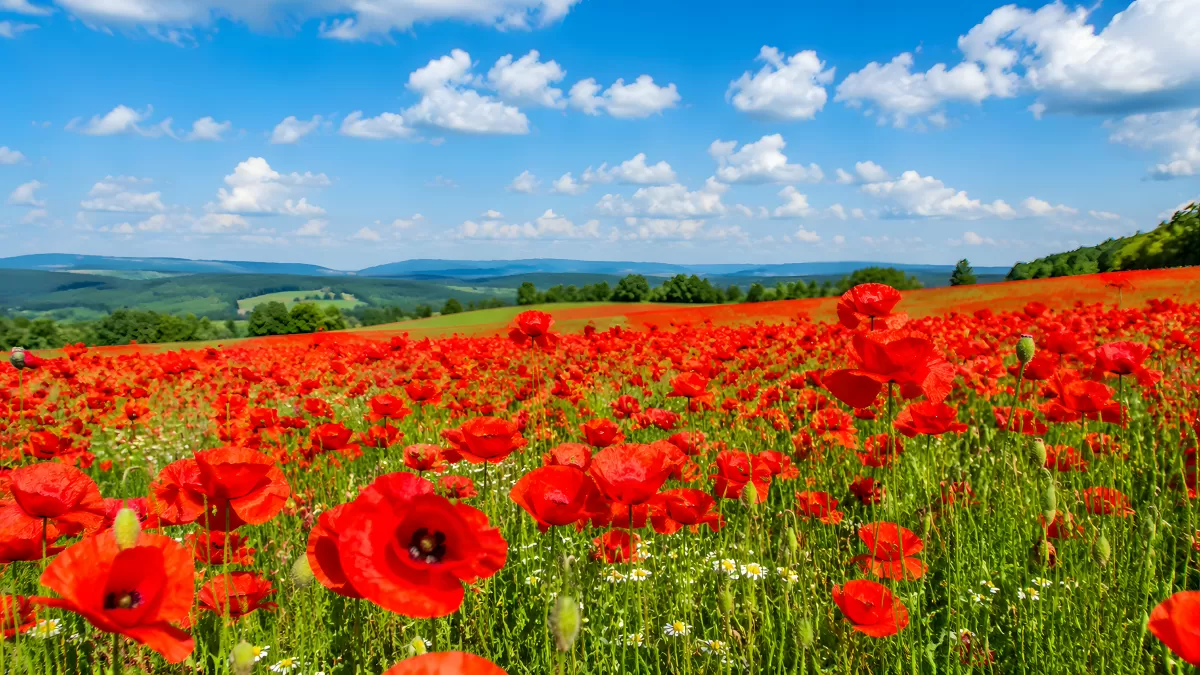 Blühendes Mohnfeld unter blauem Sommerhimmel