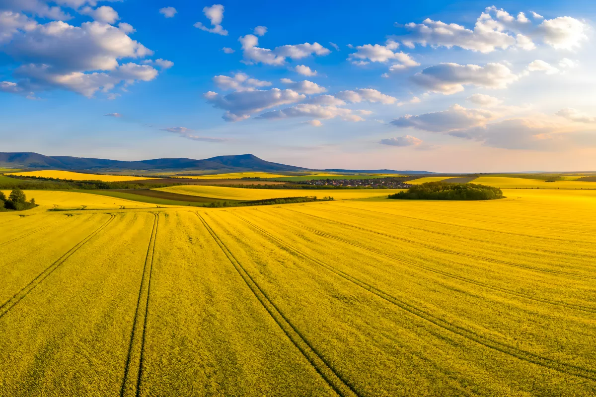 Blühendes Rapsfeld aus der Vogelperspektive im Frühling