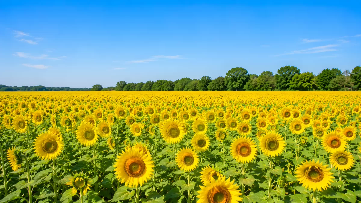 Blühendes Sonnenblumenfeld unter blauem Sommerhimmel