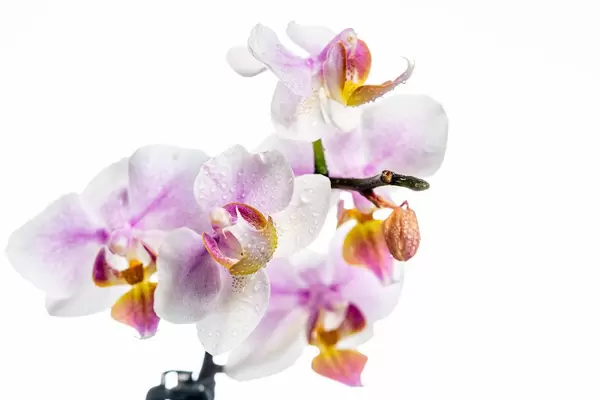 Blühende weiß-pinke Orchidee mit Knospen und Wassertropfen