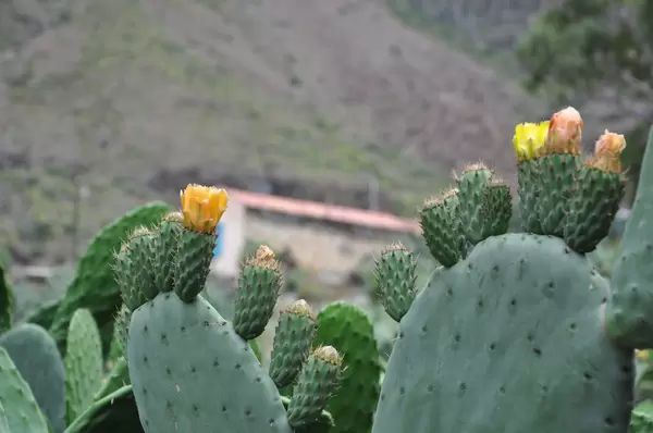 Blühender Kaktus