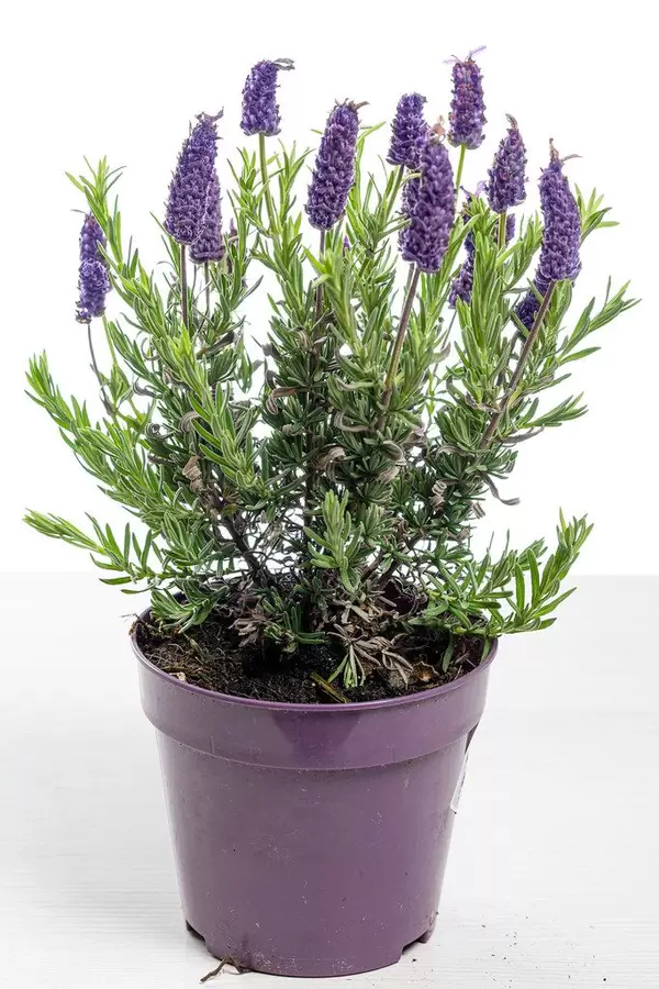 Blühender Lavendelstrauch in einem lila Blumentopf, vor weißem Hintergrund