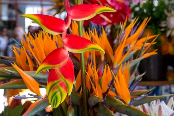 Blume: Flor de Paraiso