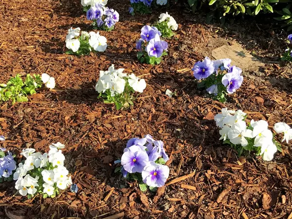Farbenfroher Stiefmütterchen-Frühlingsgarten